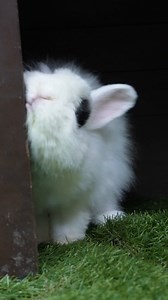 2.4K views · 146 reactions | Did you know that pet rabbits can live up to 10 years? Rabbit owners also need to be attentive and patient. Find out why from Shun Ru and Keeper Rusydi! #SingaporeZoo #Rabbit #RabbitCare #PetResponsibility | Mandai Wildlife Reserve | Facebook