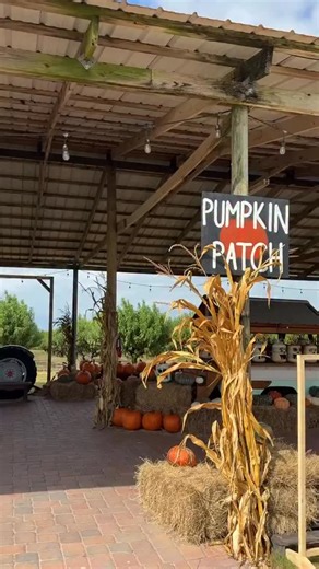 Haven’t picked your perfect pumpkin yet? 🎃Head to the pumpkin barn for Jumbo Jacks, heirlooms, minis and more. Whether you’re carving, decorating or baking…there’s a perfect pick for everyone. 🍂 Come stroll through rows of fall color and take home a piece of the patch! Still need Fall Festival tickets? Get yours here https://ow.ly/tpjo50WQiYu! #SouthernHillFarms #LoveYourLocalFarmer #FallFestival #PumpkinBarn #PumpkinPatch | Southern Hill Farms