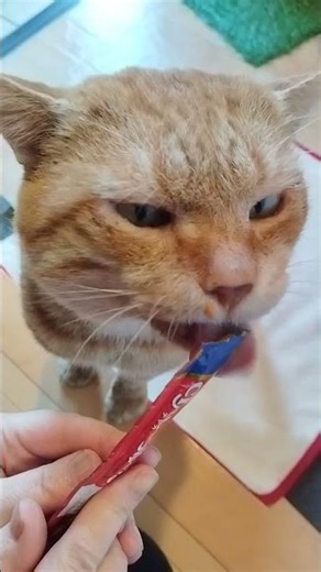 ちゅ〜るに必死なチャトラネコ #cat #ちゃとら #猫asmr