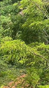 Can you spot all the butterflies before the video ends 🦋🦋🦋🦋#nature #butterflies #natureshorts