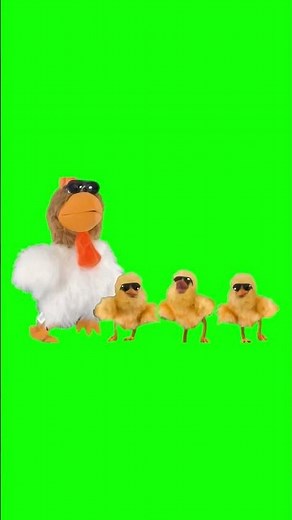 Chicken singing "Sometimes you gotta STFU" meme - Green Screen
