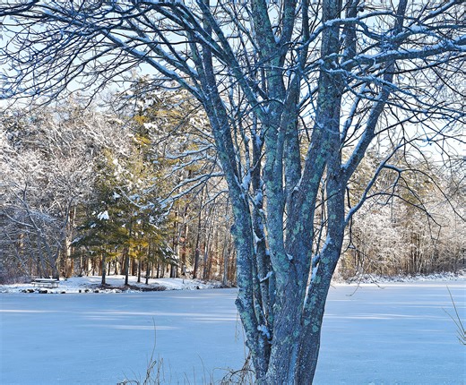 Exploding trees from cold in South Dakota? Here's what really happens