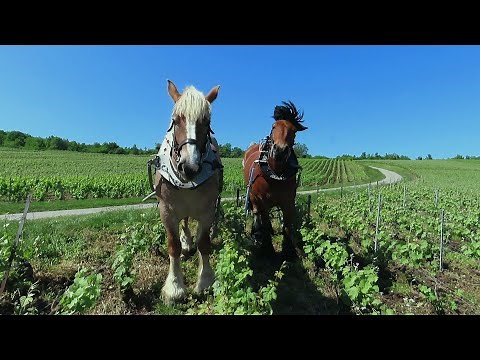 Travail du sol avec des chevaux de trait dans les vignes | CHAMPAGNE HUBERT NOIRET