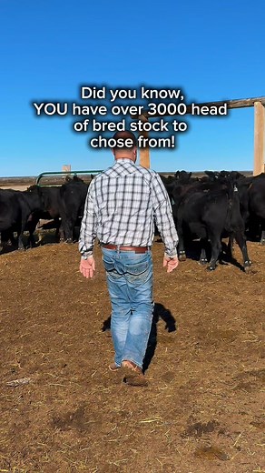 Buying cattle shouldn’t be complicated. We sort. We ship. You get quality cattle — safely. Licensed, bonded, and insured. Always! #WilliamsonLandAndCattle #RanchLife #CattleMarketing #CattleBuyers #CattleBusiness #RanchLife #CattleForSale #CattleFarm #AngusCattle #williamsonlandandcattle #redangus #CattleRanch #LivestockForSale #livestock #ranchlife | Williamson Land and Cattle