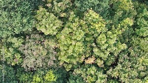 Deciduous trees in an English woodland in Summer in England