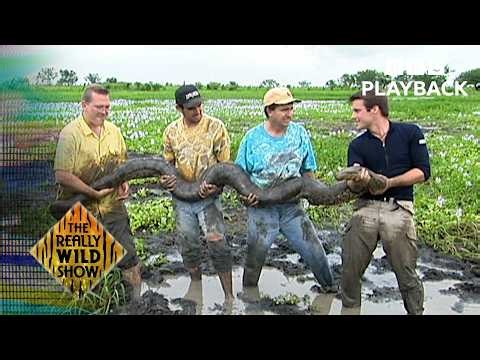 The World's Largest Snake! | The Really Wild Show Series 15 | BBC Playback