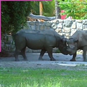 117K views · 531 reactions | These five endangered rhinos are finally going home to their own kind! | Daily Mail Animals | Facebook