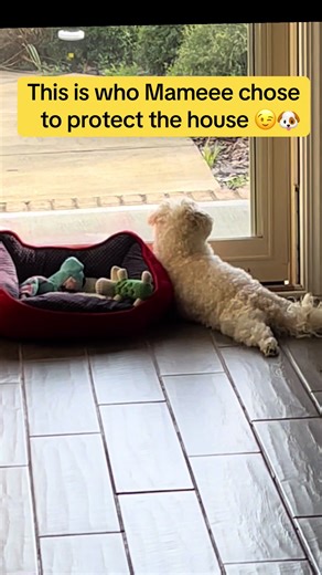 Meet Our Cozy Guardian Dog 🐶