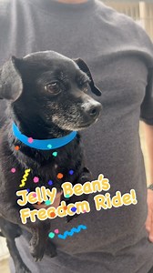 And just like that, Jelly Bean was off to the Lucky Chi Ranch! This little guy is a perfect mixture of playful and chill - now he just needs a home 🏡💕 📍Lake Elsinore, CA @animalfriendsofthevalleys foster | Lucky Chi Dog Rescue