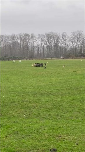 Working Collie #workingdog #sheepfarming #dog #collie #dogshorts #farm #work #job #mindset #lovedogs