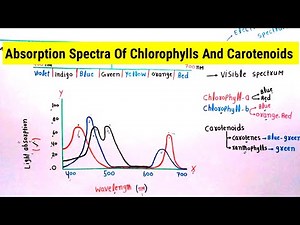 Absorption Spectra Of Chlorophylls And Carotenoids | Lec. 9 | Plant Physiology