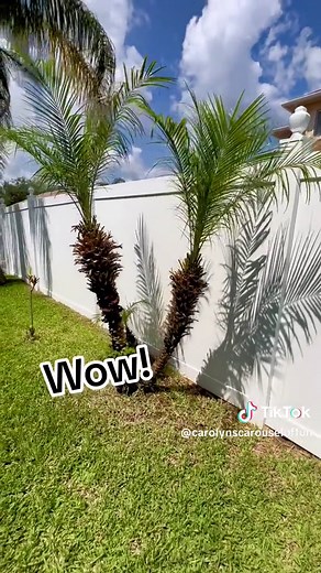 Carolyn Aponte Valdez on TikTok