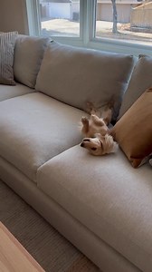1.2K views | Dogs give great advice. Learn how to get a new sofa in 5 easy steps from @mini.weenie.phoebe. #roomandboardpets https://cur.lt/ynqdqovih | Room & Board | Facebook