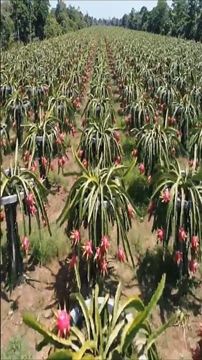 Inside the Farm: Dragon Fruit Journey from Night Bloom Cactus to Exotic Superfood Harvest
