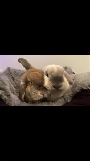 5.2K views · 611 reactions | We can’t get any closer together  | Thumper & Bliss | Facebook