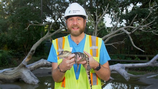 NORTH AMERICAN ALLIGATORS | Let's Learn