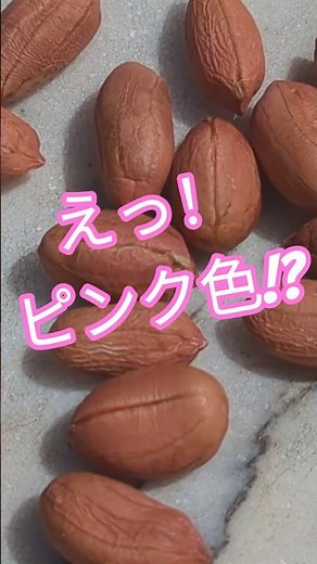 【初心者向け】ピーナッツ（落花生）の種まきと、絶対にやるべき鳥よけ対策！
