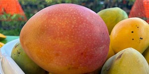 Discover a unique variety of mangos at the Florida Mango Festival