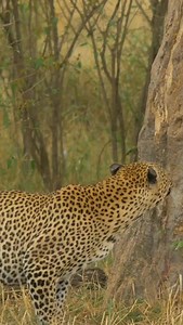 4.4K views · 34 reactions | Time to call it a night. Don't expect much action. #wildlife #nature #leopard #porcupinetours | Porcupine Tours | Facebook
