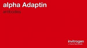 alpha Adaptin antibodies from Thermo Fisher Scientific