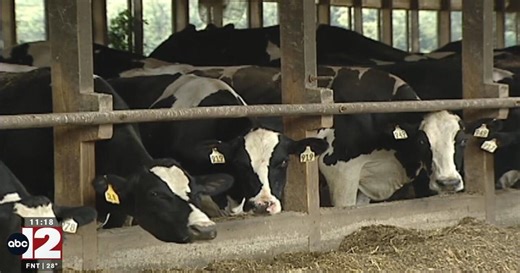 Two Michigan cattle herds test positive for bovine tuberculosis