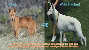 Dingo vs. White Shepherd: A Comparison of Two Unique Dog Breeds