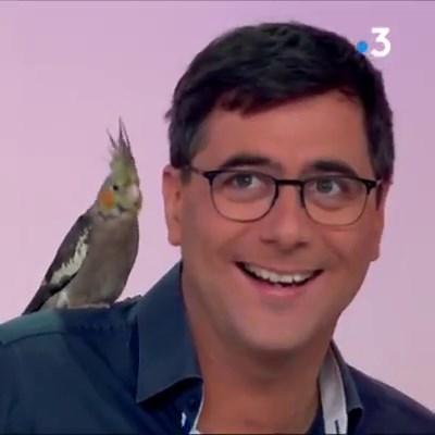 La perruche calopsitte est très affectueuse ! 🐦😍 Elle était sur le plateau de 9h50 le matin dans la chronique vétérinaire → https://france3-regions.francetvinfo.fr/hauts-de-france/emissions/9h50-matin-hauts-france/calopsitte-oiseau-tres-affectueux-vous-tenir-compagnie-1550534.html | France 3 Picardie