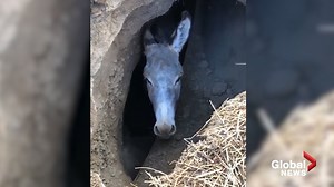 17K views · 33 reactions | All this donkey needed was a little lift. Officers in California came to the animal's aid on Thursday, using a backhoe to create a dirt ramp so that the animal could climb up and out of the hole. RELATED: https://trib.al/0MUhvkx | Global News | Facebook