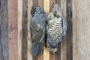 How to Clean Your Upland Game Bird