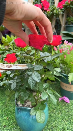 🌱 Gardening tips for you! If you’re looking for daily inspiration to keep your garden thriving, this video is packed with simple ideas that any gardener can apply. From caring for flowers to nurturing houseplants, these tips will help your plants grow stronger, healthier, and more beautiful. 👉 In this video, you’ll discover: Easy and practical gardening tips 🌿 How to make your plants flourish indoors and outdoors 🌸 Inspiration to turn your garden into a greener, happier place 🌞 Don’t forget