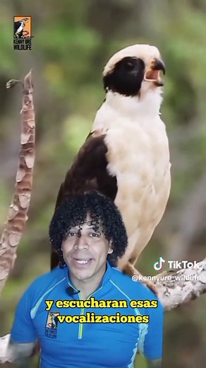 El guapísimo Halcón Reidor o Guaco (Herpetotheres cachinnans) 🦅 Aunque existe una leyenda que dice que cuando el halcón guaco canta, alguien muere, ¡esto no es más que un mito! Este ave fascinante tiene mucho más que ofrecer y conocer. El halcón guaco, también conocido como halcón risueño, es una especie que habita desde México hasta Argentina. 🌍 Distribución: •\tDesde México hasta Argentina. 📏 Características Físicas: •\tLongitud media: 40-47 centímetros. •\tEnvergadura: 25 a 31 cm. •\tPeso: