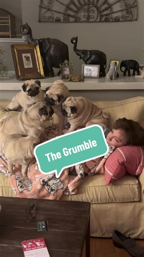 Anybody else that girl…….WOOF!!🤔🤪🤭 #CrazyPugLady #PugLife #Pugdashians