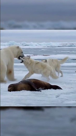 Polar Bear vs Wolf Pack | Inside the Wild #polarbear #wolf #insidethewild #wildlifesurvival