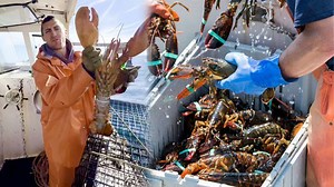 How Fish Farmers Reel In a Multi-Million Lobster Catch