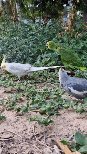 9.5K views · 339 reactions | “They’re happily munching on fresh leafy grass, enjoying every moment in nature. 列” #happily #cockatiel #trending #munching #enjoy #nature | Wishshiell Soreno Kileste | Facebook