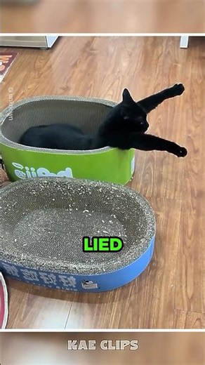My Black Cat Forgot How to Be a Cat and Completely Glitched 😂🐈‍⬛
