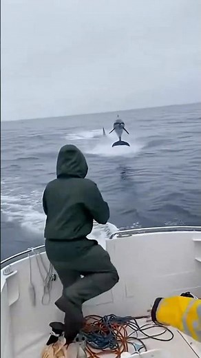 😱 มันคือปลาโลมาใช่ไหม #สัตว์ป่า #สัตว์ #ปลาโลมา #ทะเล #wildlife #animal #Dolphin #Sea