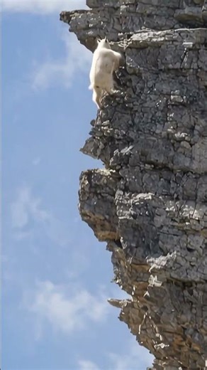 Mountain goat climbs the near vertical cliff with fierce agility