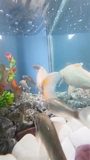 አድራሻችን ቦሌ ትሮፒካል ሞል 1ኛ ፎቅ ላይ ነው #mellowaquatics #ethiopian_tik_tok #ethiopian_tik_tok🇪🇹🇪🇹🇪🇹🇪🇹 #habeshatiktok