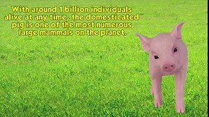 Safari Ltd. Piglet Figurine - Detailed 4.75" Plastic Model Figure - Fun Educational Play Toy for Boys, Girls & Kids Ages 18M+