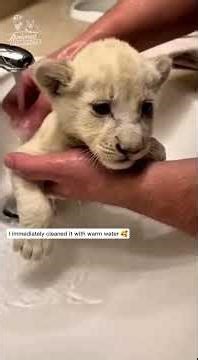 A White Lion Cub’s Second Chance ❤️ #shorts #wildliferescue #whitelion