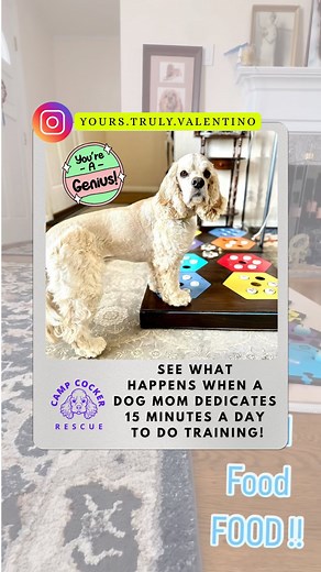 Camp Cocker Rescue / Cocker Spaniel Rescue on Instagram: "See what happens when a dog mom spends 15 minutes a day on training her dog! Camp Cocker Rescue alum, Valentino LOVES to learn and the bond between him and his adopter is so much closer as a result of their super fun training sessions. #SaveADogChangeTheWorld 🌎 #TrickTraining 🐶"