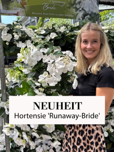 Girlandenhortensie 'Runaway Bride' kaufen – Neuheit & Besonderheiten