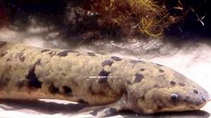 Lungfish Use Pelvic Fins to Walk Underwater