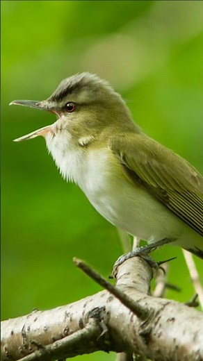 Spring is Coming 🌳 Real Bird Sounds & Bird Singing | North American Forest Ambience for Focus