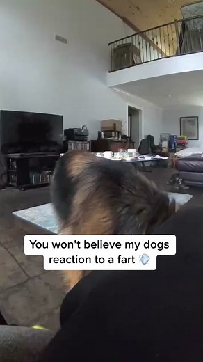 My dogs reaction to me farting was priceless 😝 #dogreaction #fartsarefunny #dogsofttiktok #funnydog