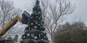 Cedar Key is taking down their giant Christmas Tree