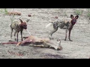 African Wild Dogs Kill Kudu Female(GRAPHIC CONTENT)