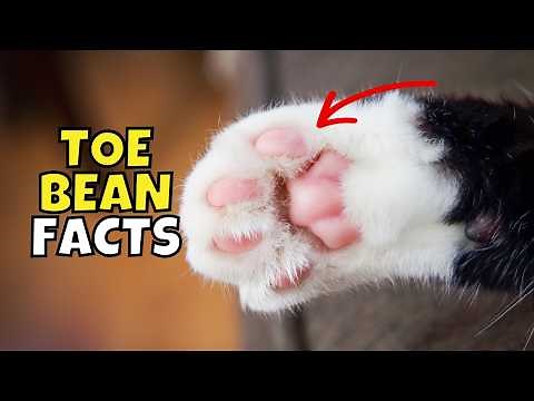 10 Surprising Secrets About Your Cat's Toe Beans (Paw Pads)