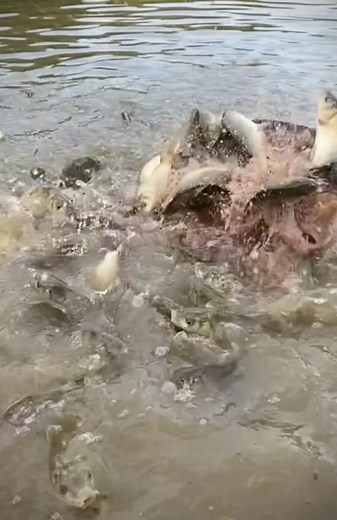 #fishing #fish #fishingtiktoks #fisherman #river #outdoors #bait #sea #fyp #foryou #goodthing #fisher #fishinglife